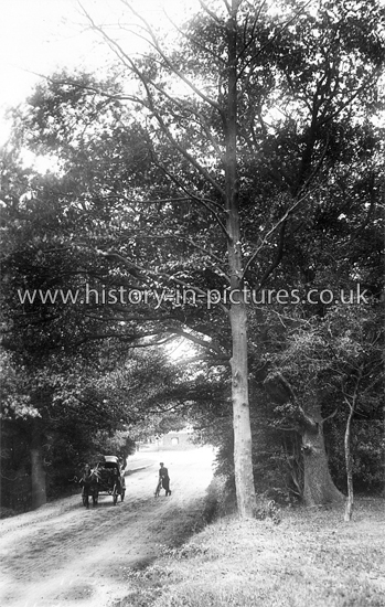 View near Robin Hood Inn, Epping Forest, Essex. c.1915